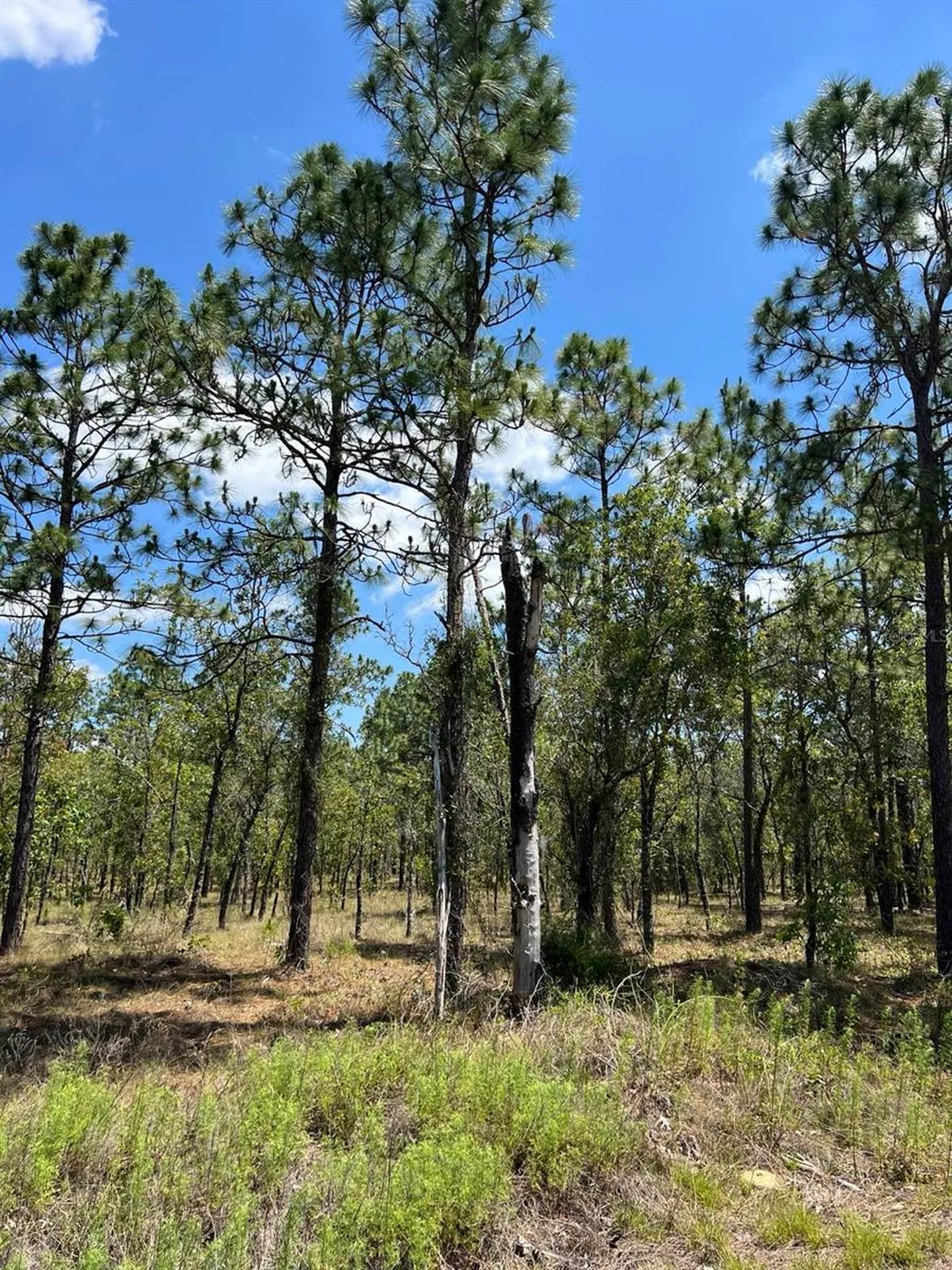 NW Amberjack, Lot #33 Dunnellon FL 34431