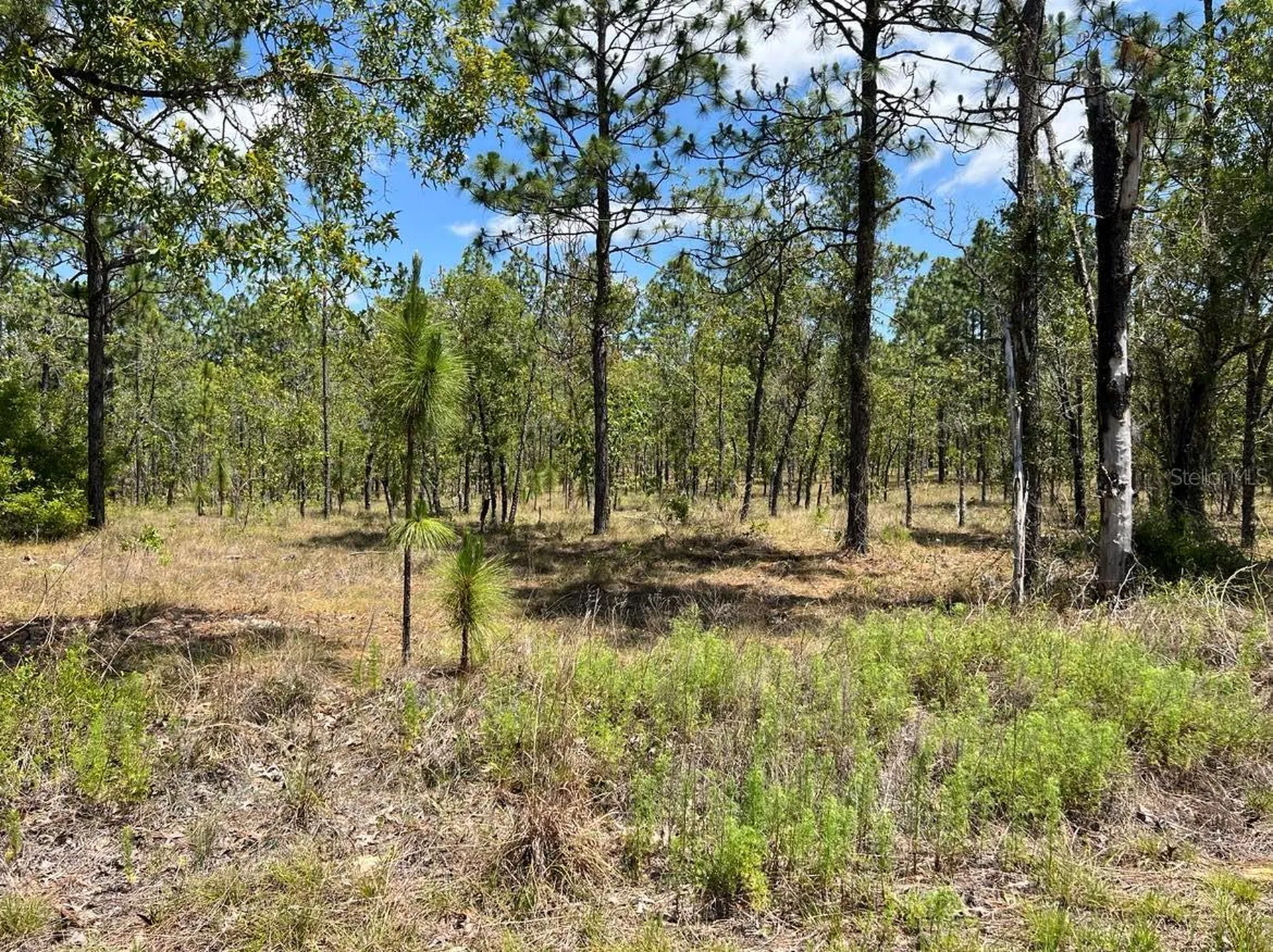 NW Amberjack, Lot #33 Dunnellon FL 34431