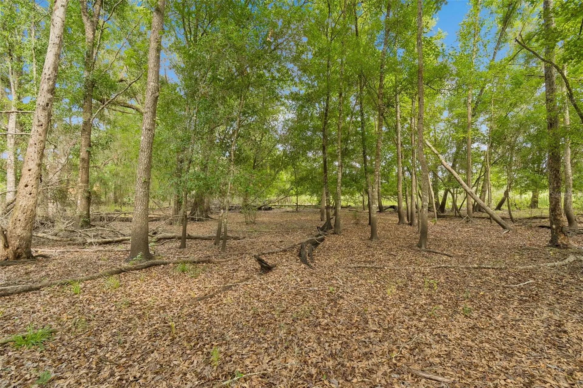 000 Palomino Lakes Drive Dade City FL 33523
