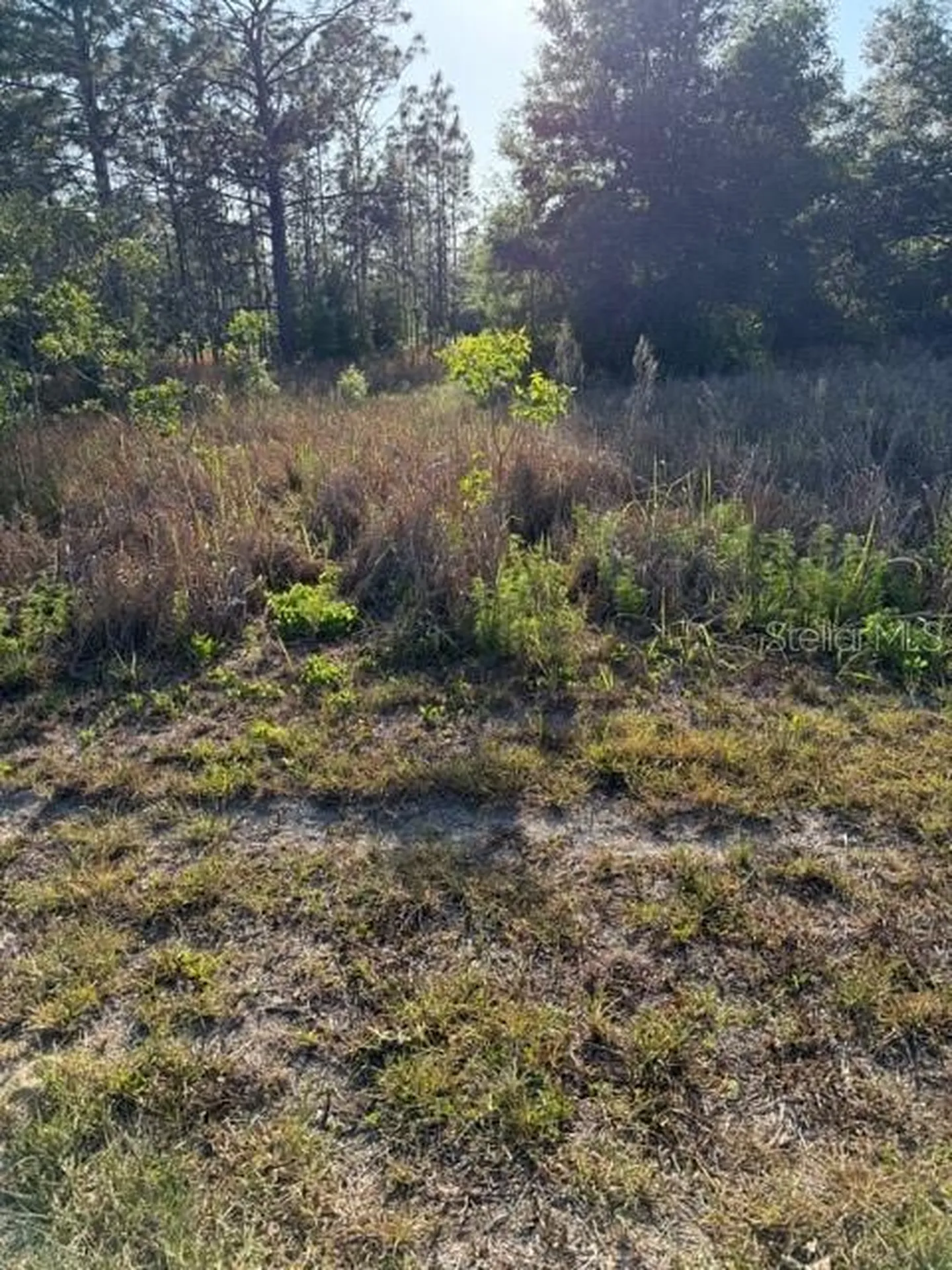 SW 142 Court Ocala FL 34481