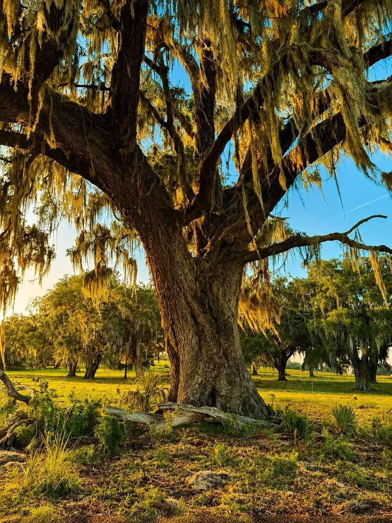 Mondon Hill Road Brooksville FL 34601