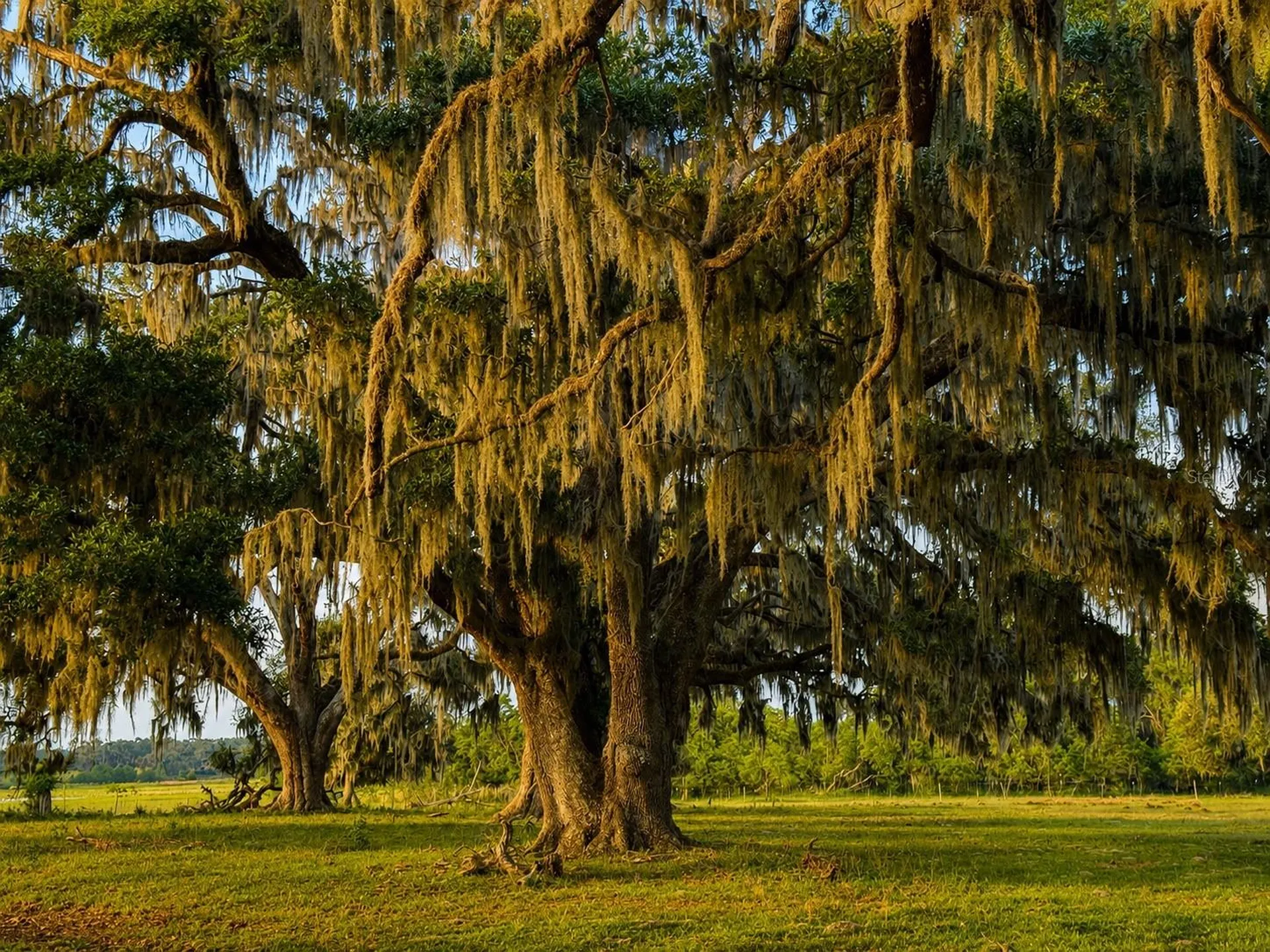 Mondon Hill Road Brooksville FL 34601