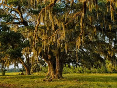 Mondon Hill Road Brooksville FL 34601