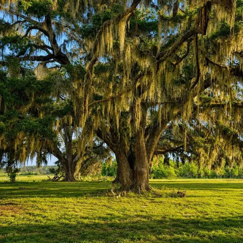 Mondon Hill Road Brooksville FL 34601