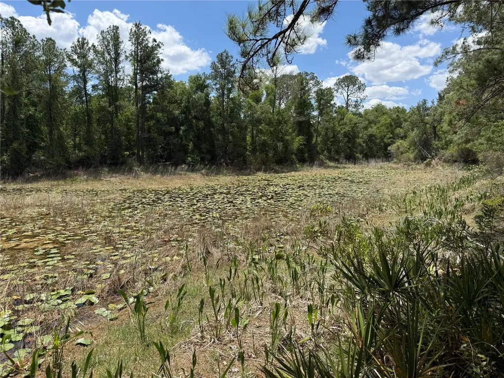 Lewis Lane Webster FL 33597
