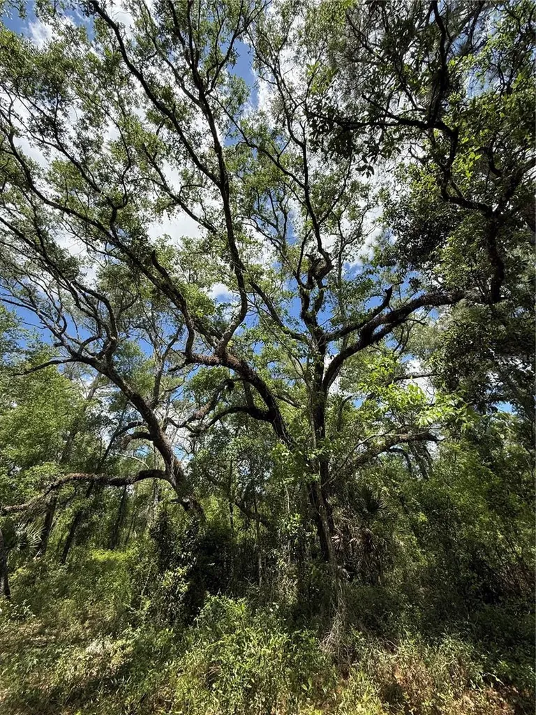 Lewis Lane Webster FL 33597