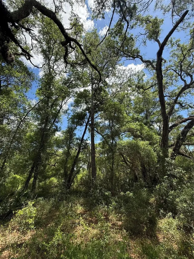 Lewis Lane Webster FL 33597