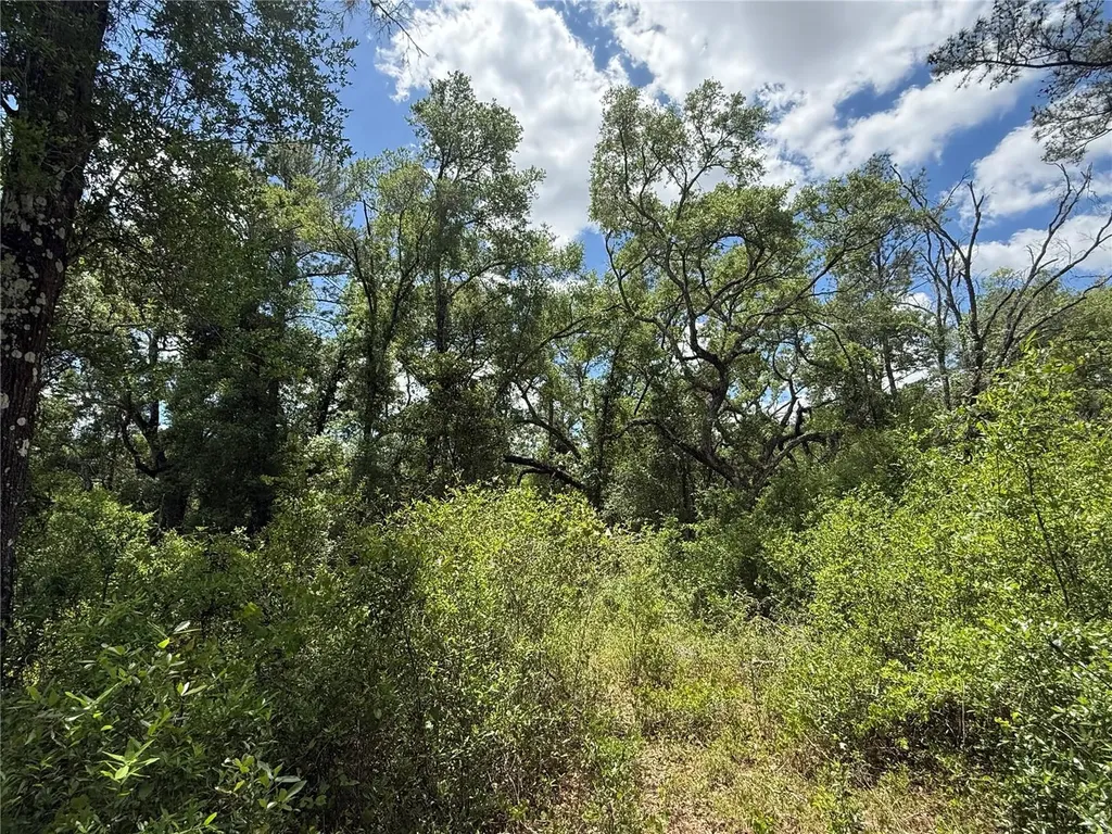 Lewis Lane Webster FL 33597