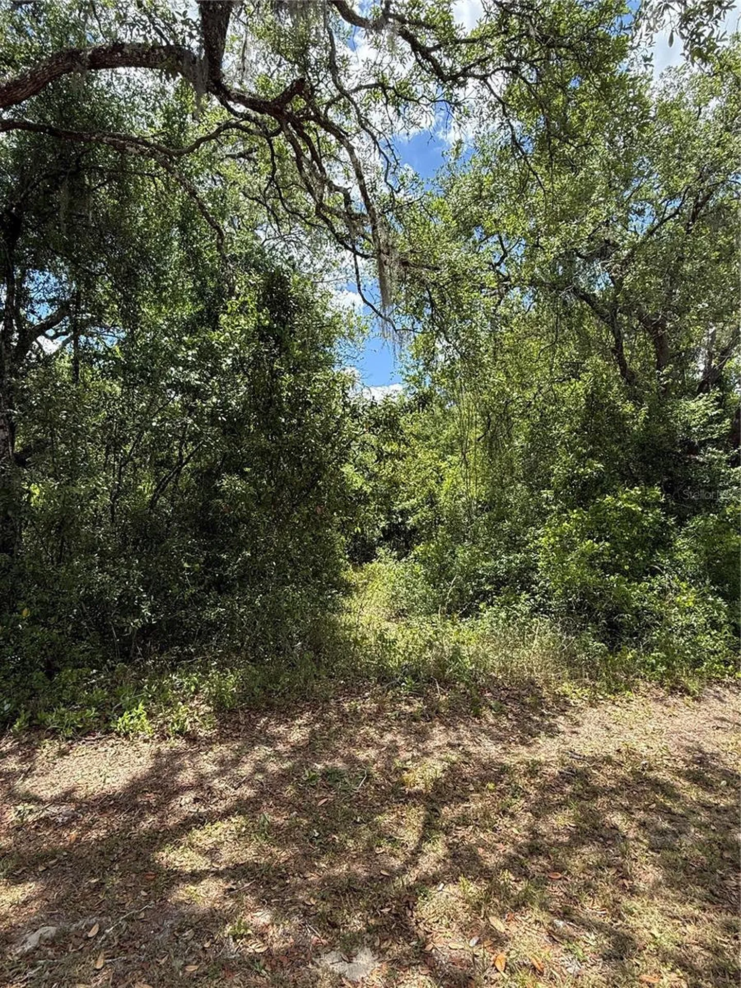 Lewis Lane Webster FL 33597