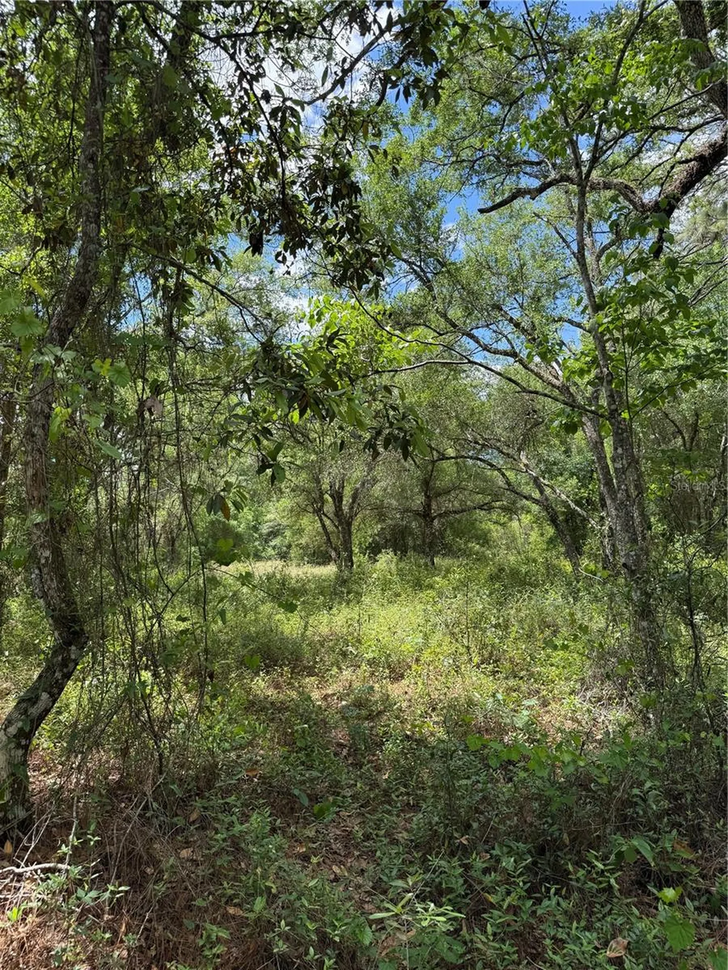 Lewis Lane Webster FL 33597