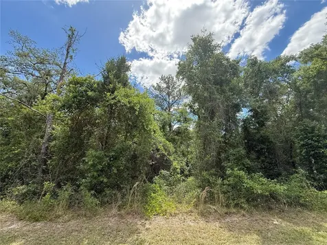 Lewis Lane Webster FL 33597