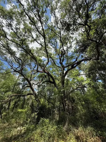 Lewis Lane Webster FL 33597