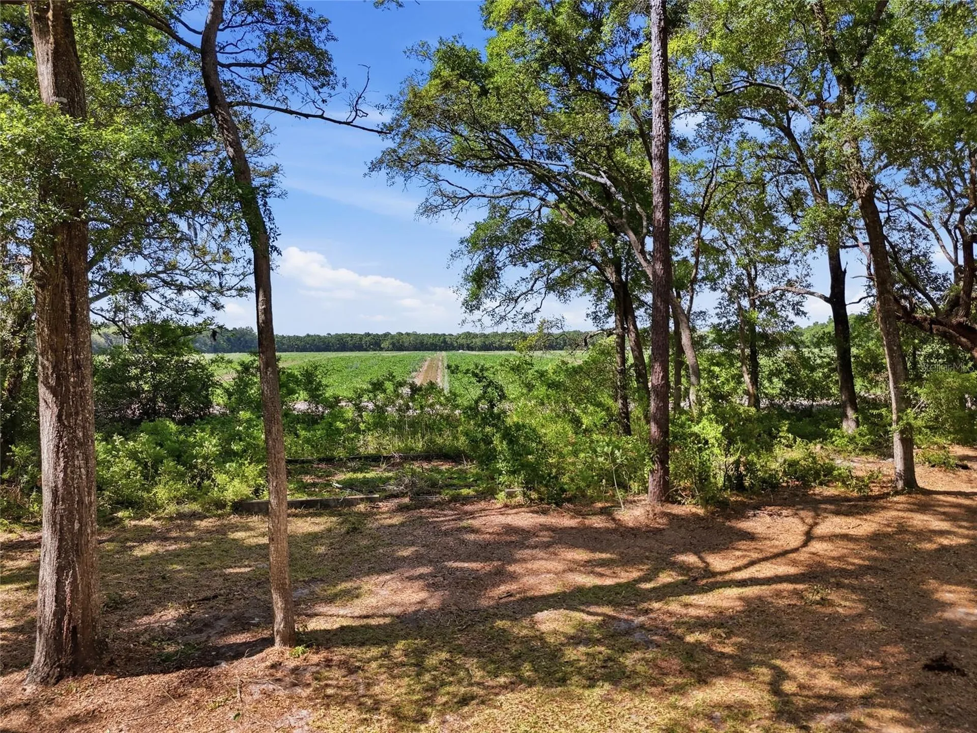 7651 NW 153rd Lane Chiefland FL 32626