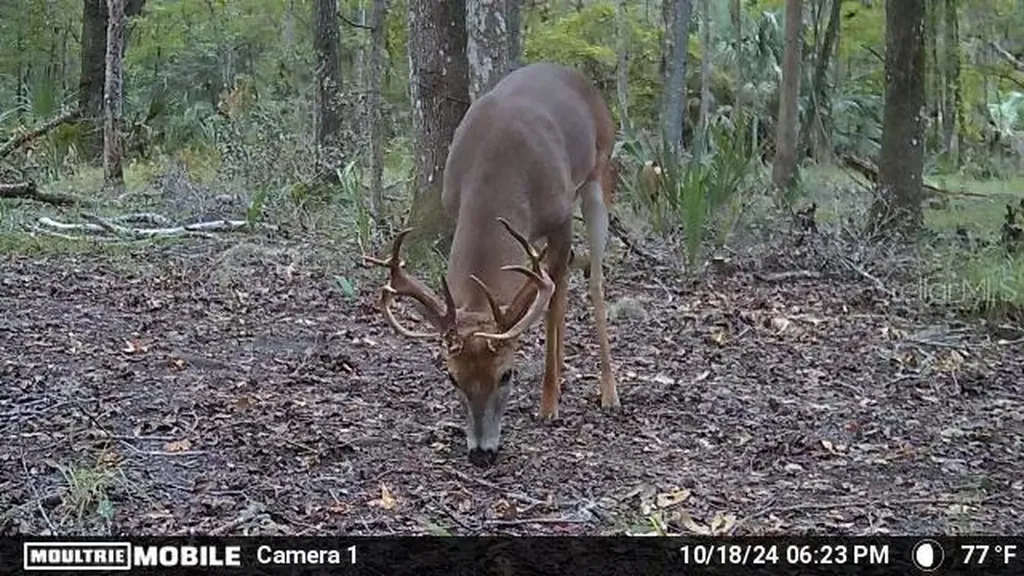 11804 SE County Road 234 Micanopy FL 32667