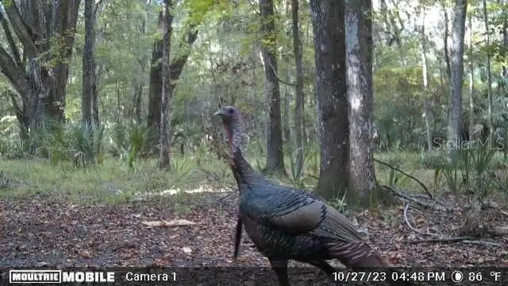 11804 SE County Road 234 Micanopy FL 32667