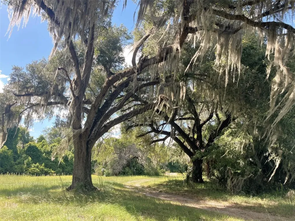 11804 SE County Road 234 Micanopy FL 32667