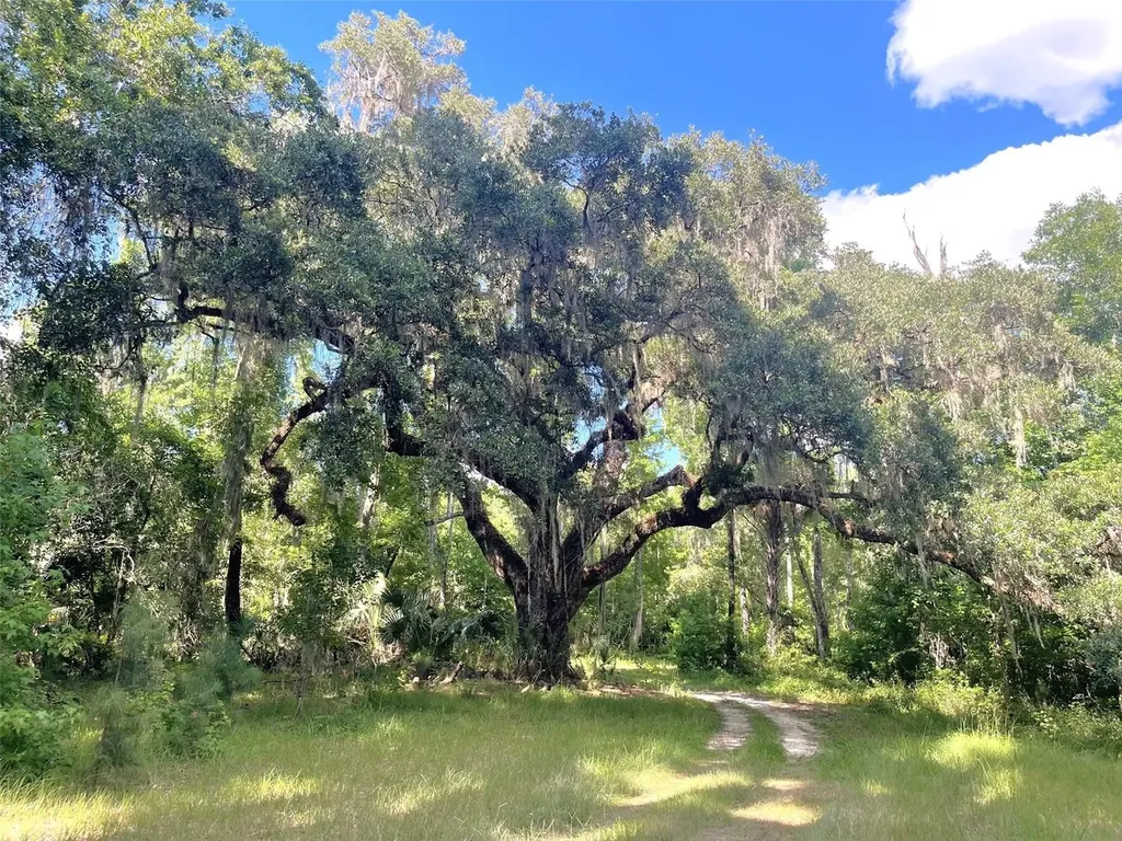 11804 SE County Road 234 Micanopy FL 32667