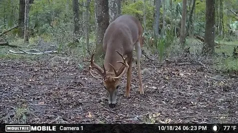 11804 SE County Road 234 Micanopy FL 32667