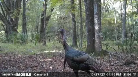 11804 SE County Road 234 Micanopy FL 32667