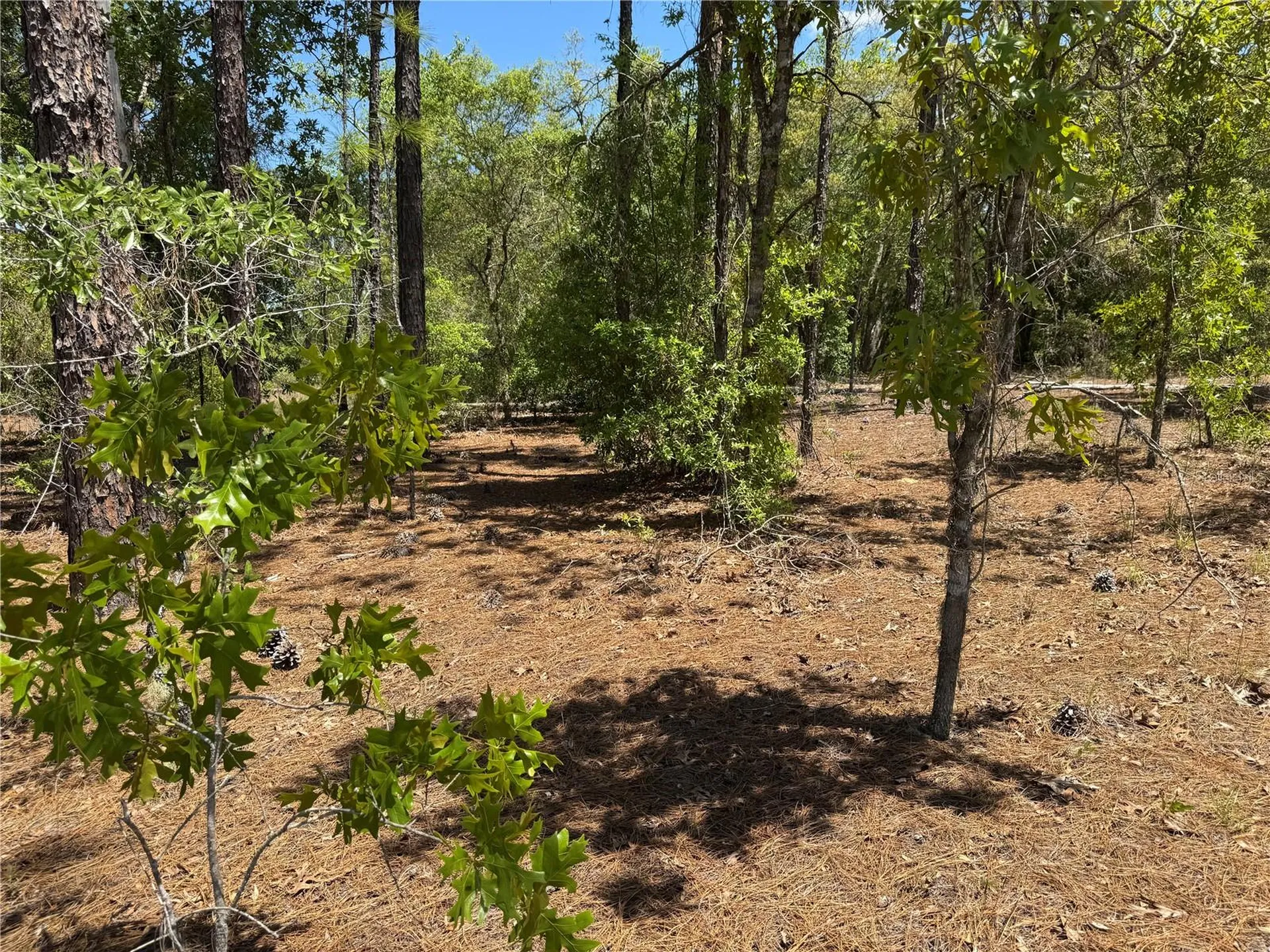 Lot 2 SW 206 Avenue Dunnellon FL 34431