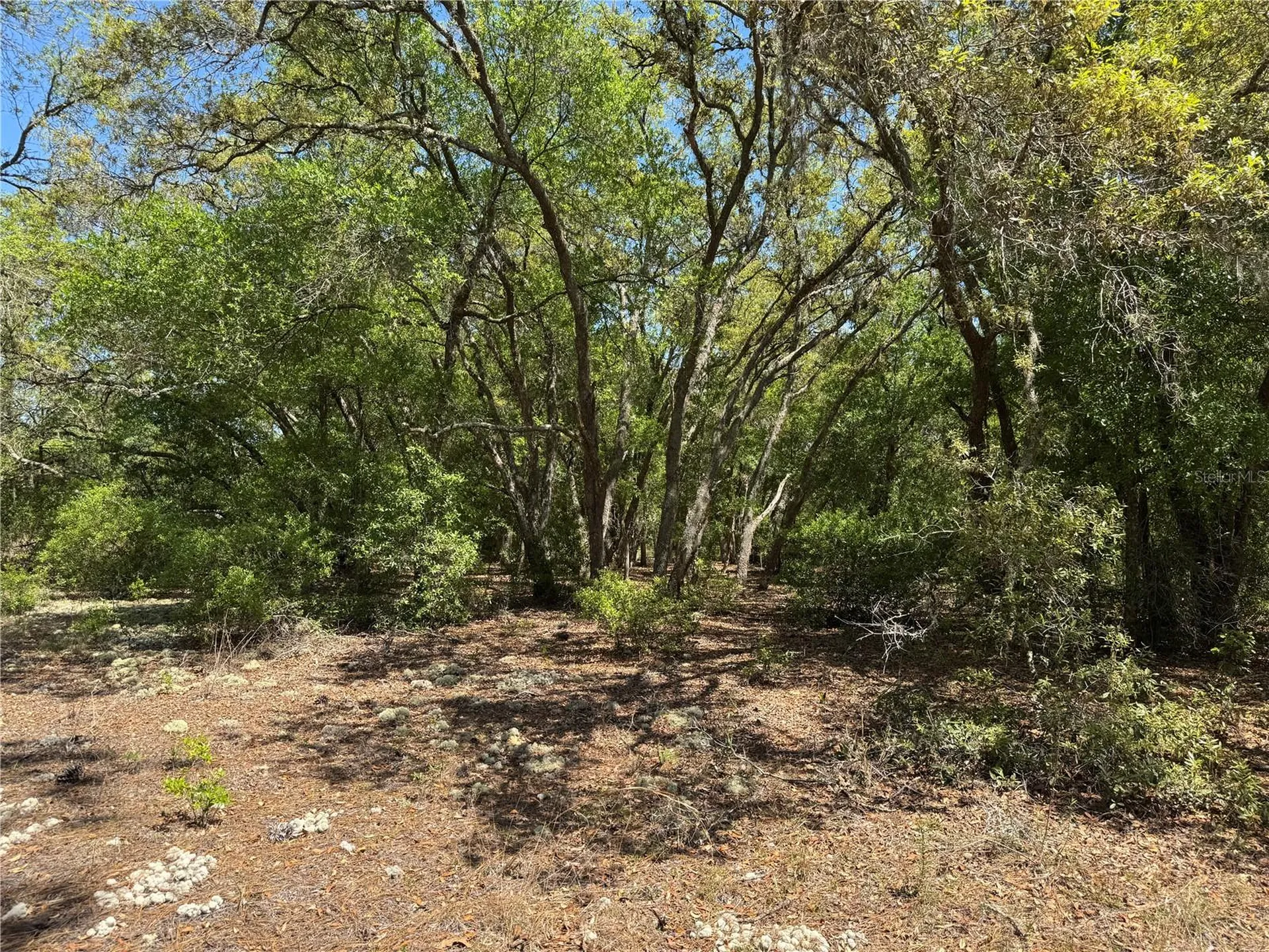 Lot 2 SW 206 Avenue Dunnellon FL 34431