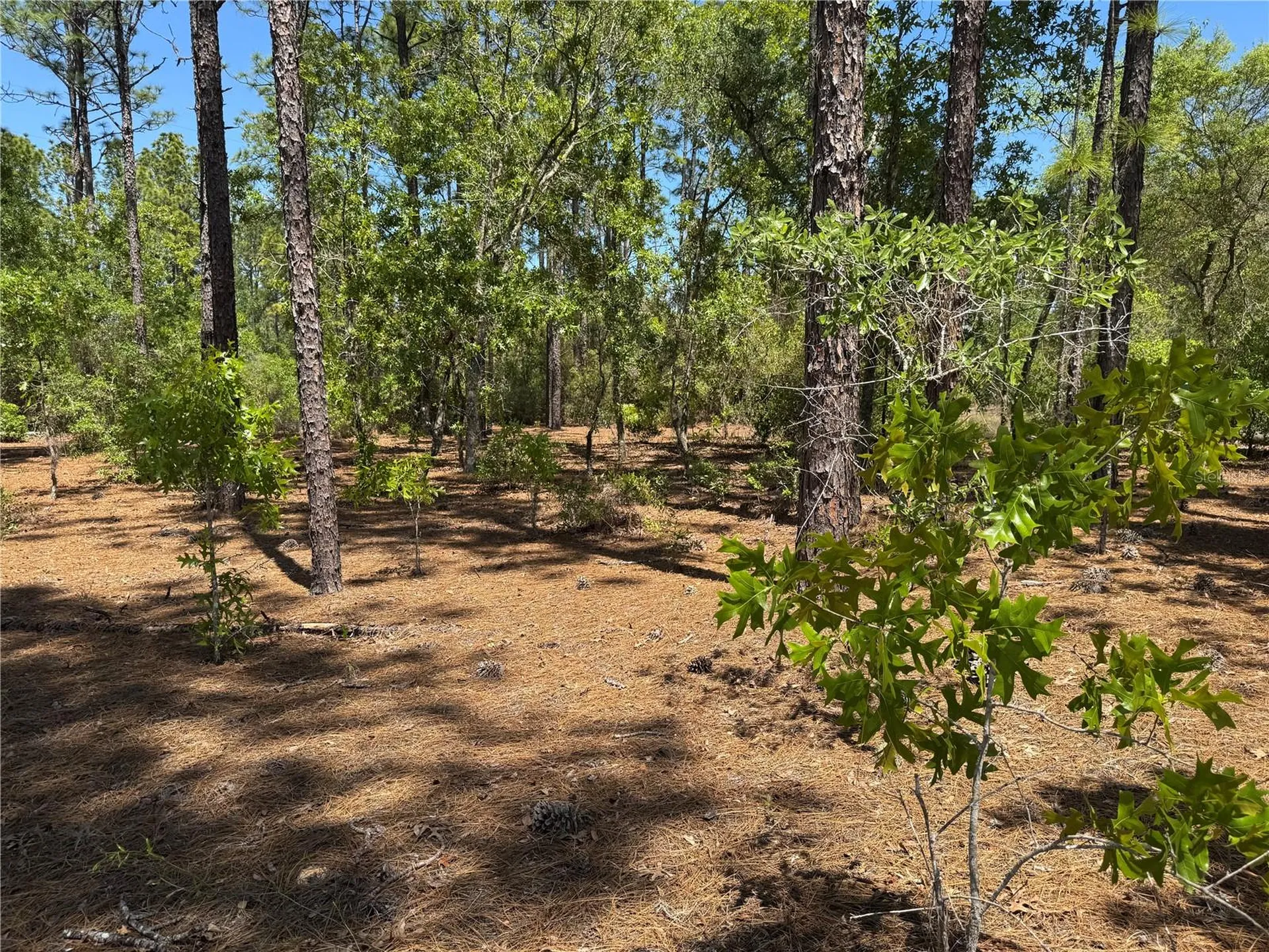 Lot 2 SW 206 Avenue Dunnellon FL 34431
