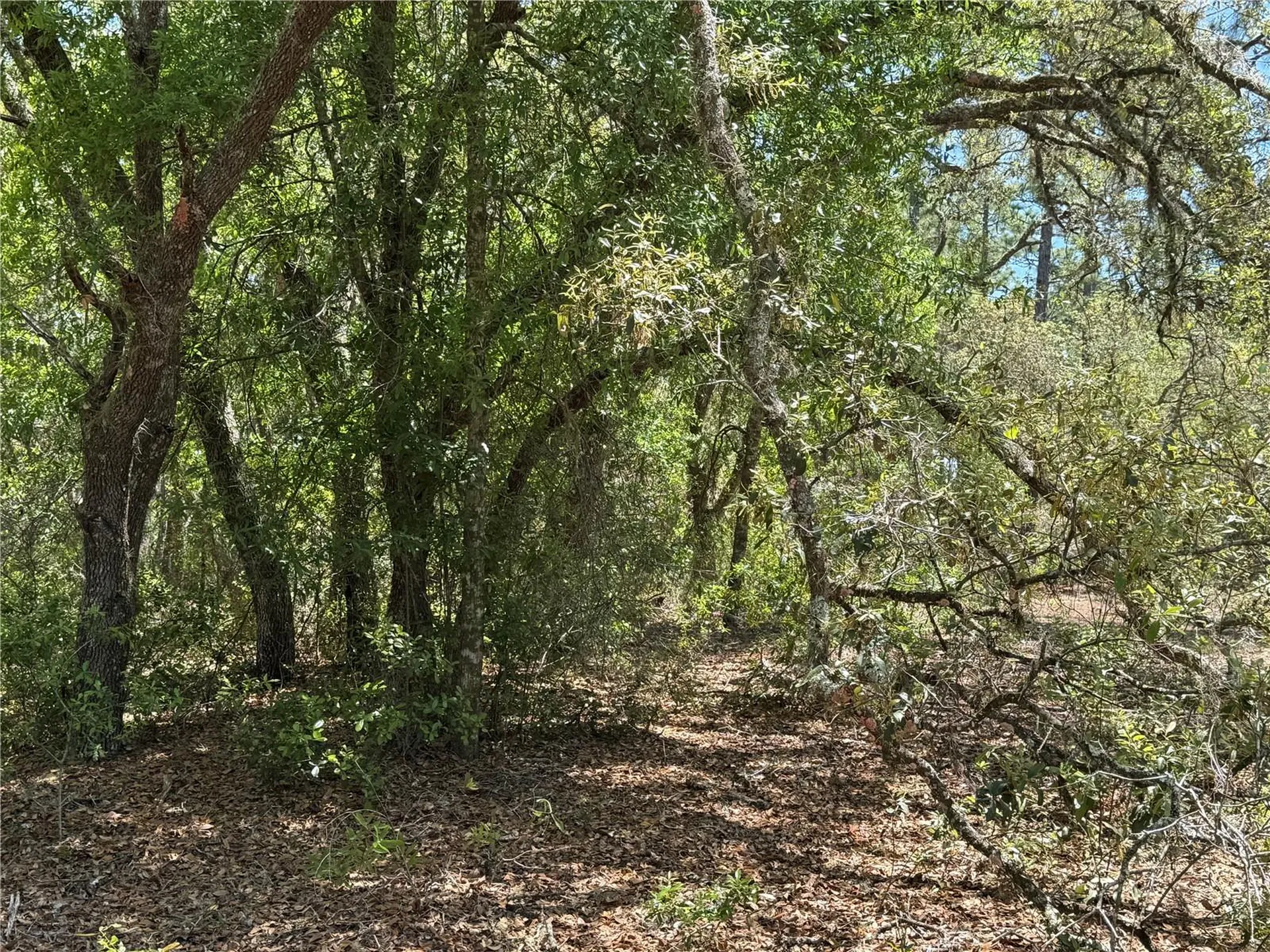 Lot 2 SW 206 Avenue Dunnellon FL 34431