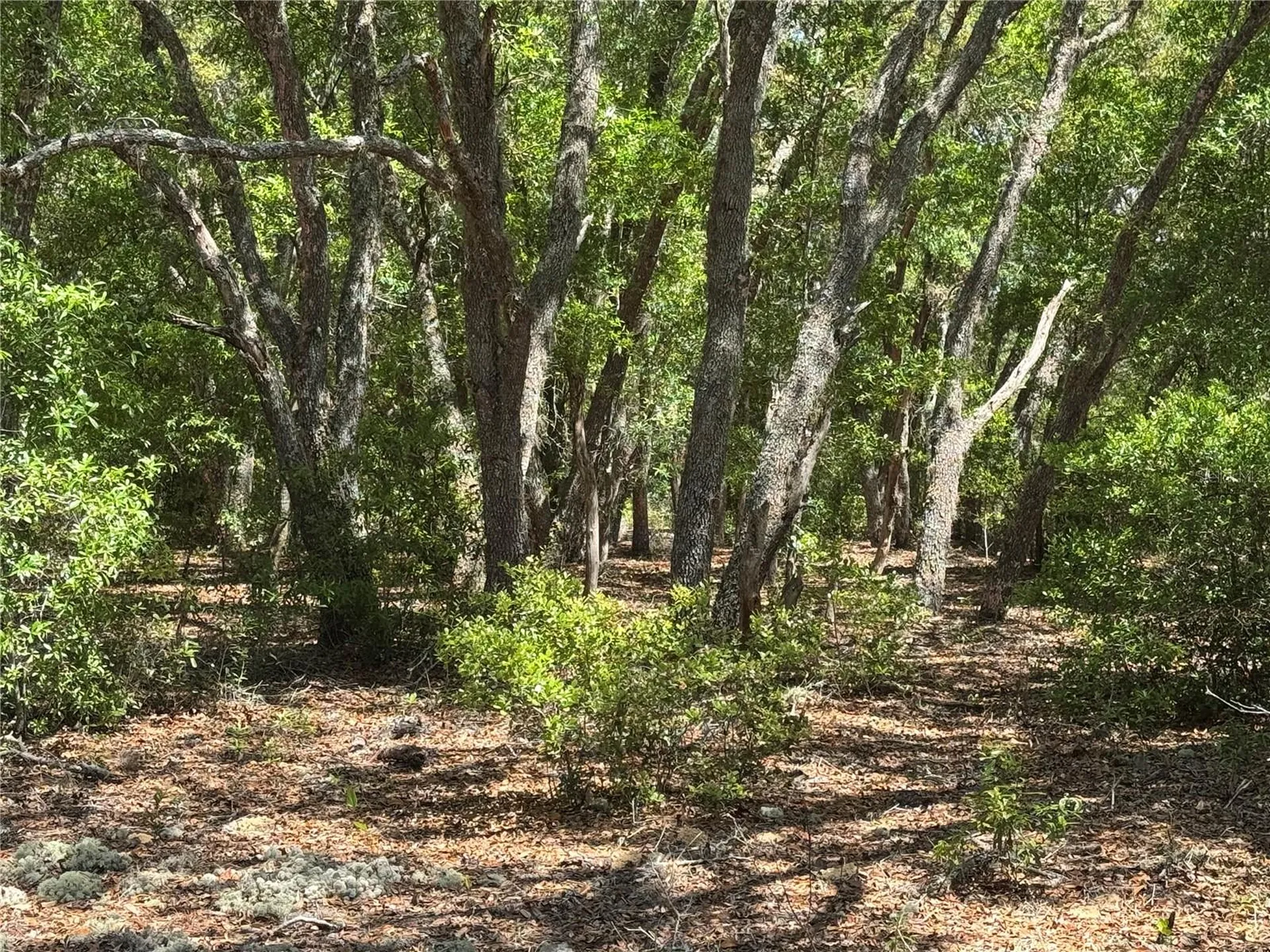 Lot 2 SW 206 Avenue Dunnellon FL 34431