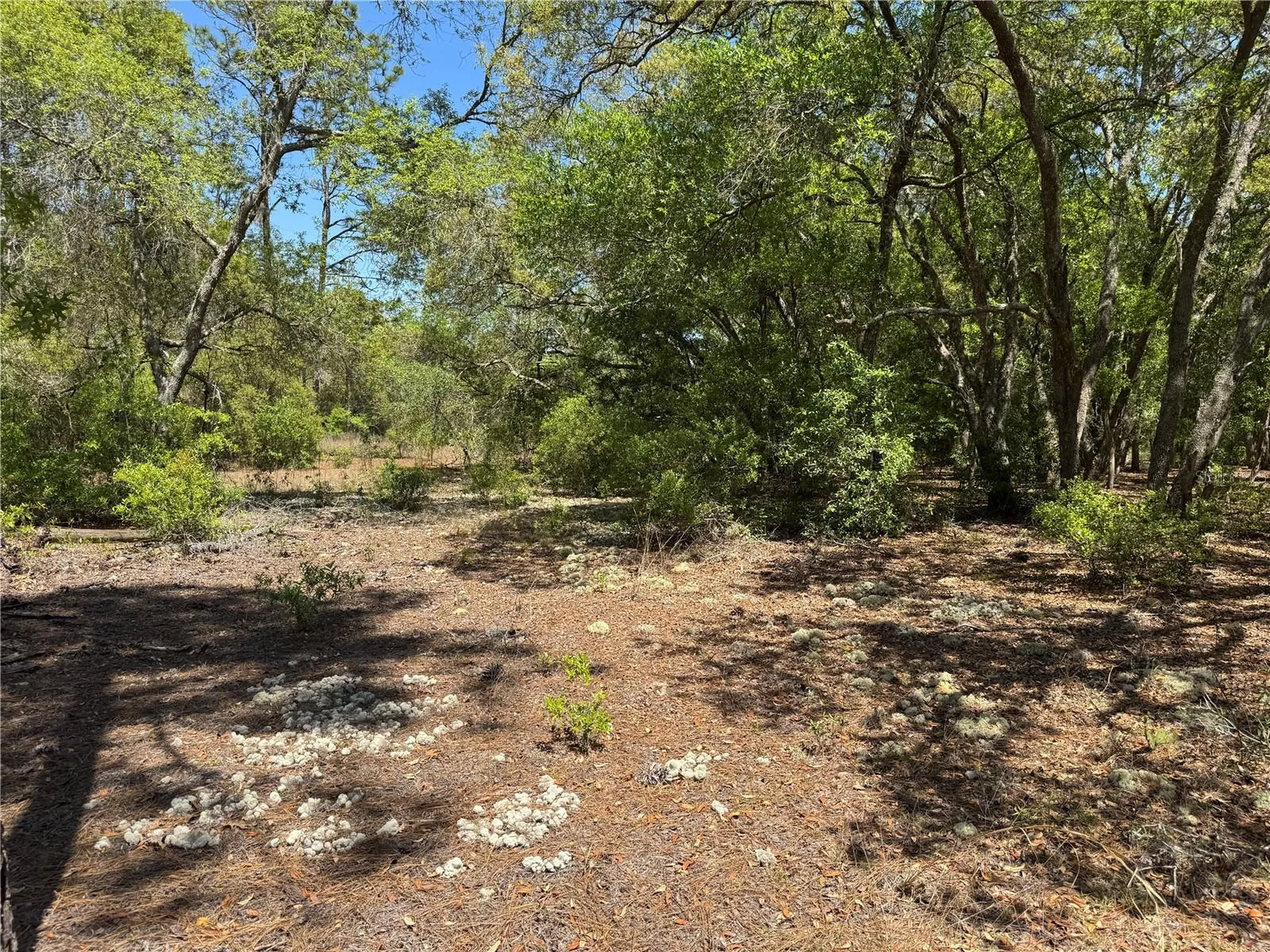 Lot 2 SW 206 Avenue Dunnellon FL 34431