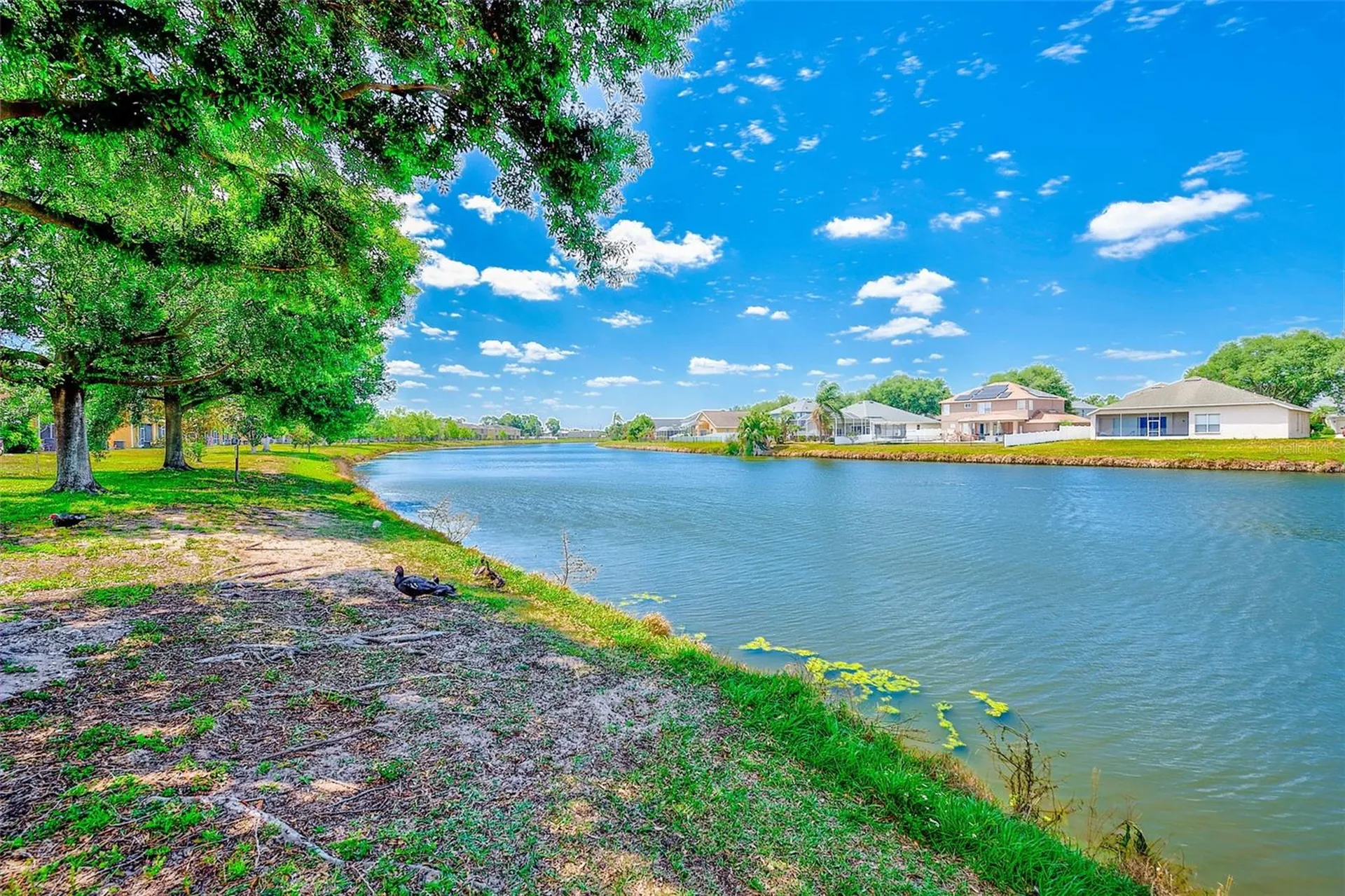6905 Towering Spruce Drive Riverview FL 33578