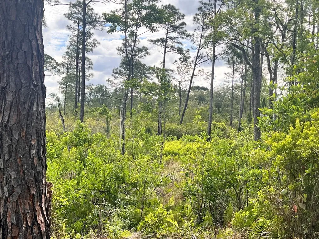 Banyan Street Eustis FL 32736