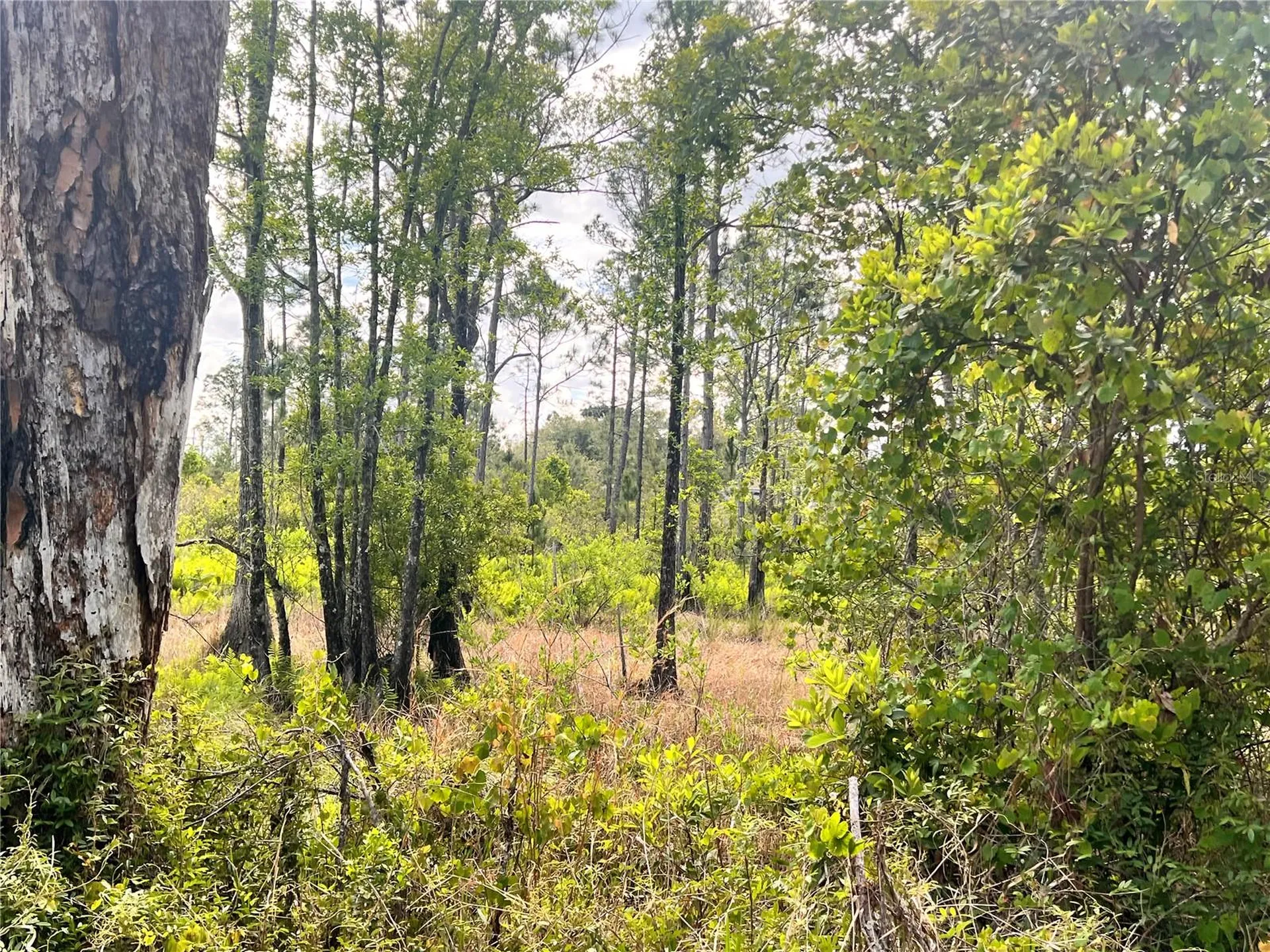 Banyan Street Eustis FL 32736