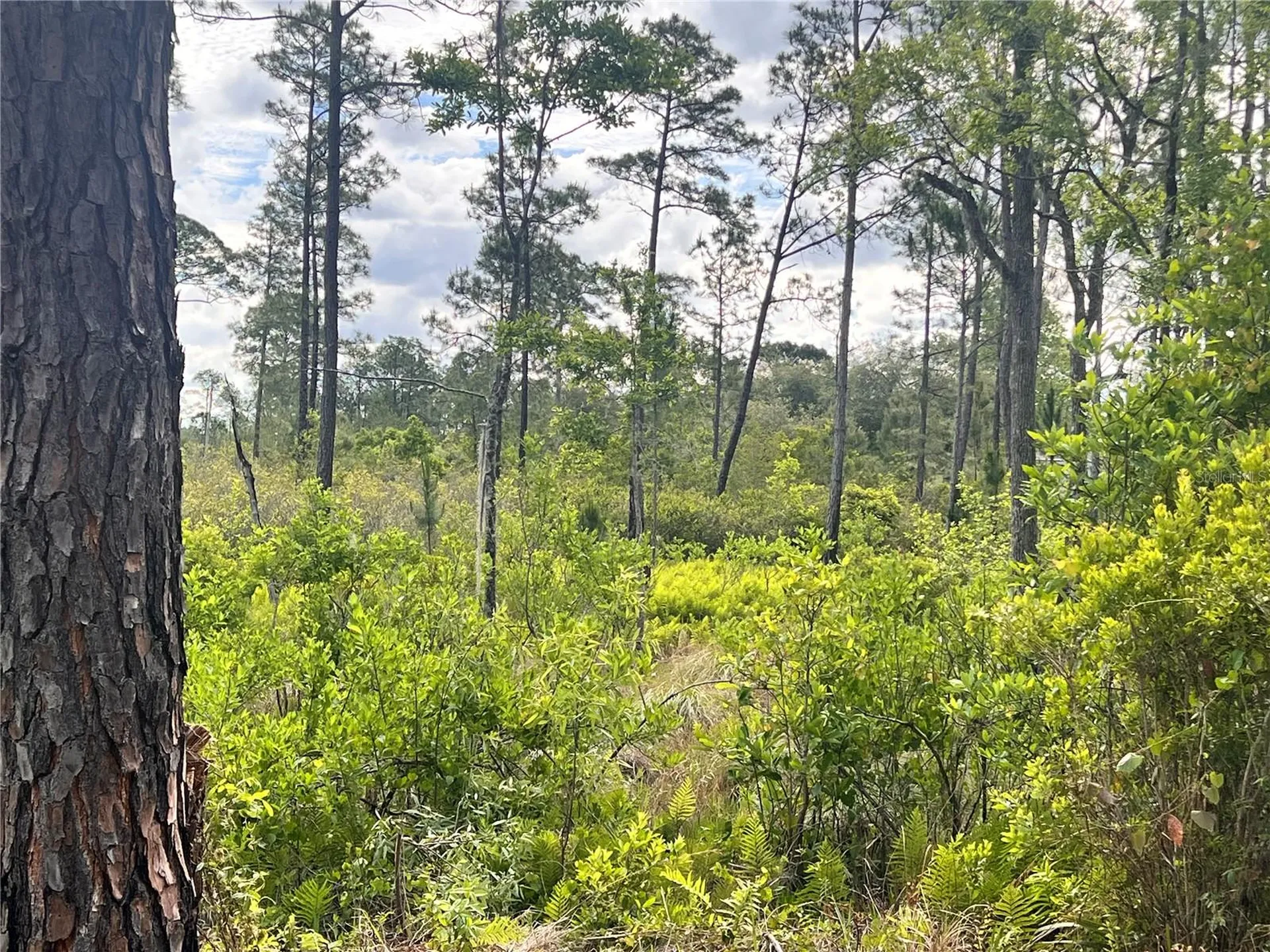 Banyan Street Eustis FL 32736