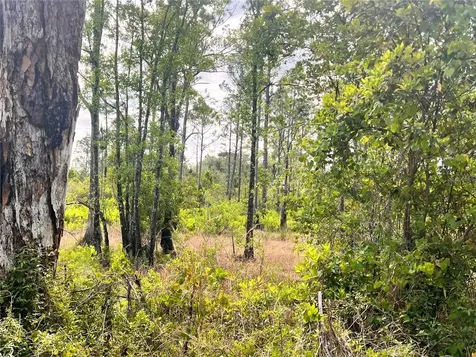 Banyan Street Eustis FL 32736