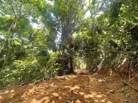 981 Ceiba PR 00735