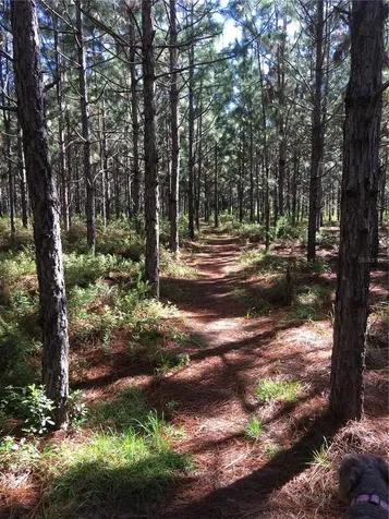 1069 SE 57th Avenue Ocala FL 34480