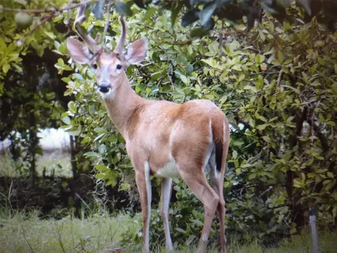 1403 Blackwelder Road De Leon Springs FL 32130