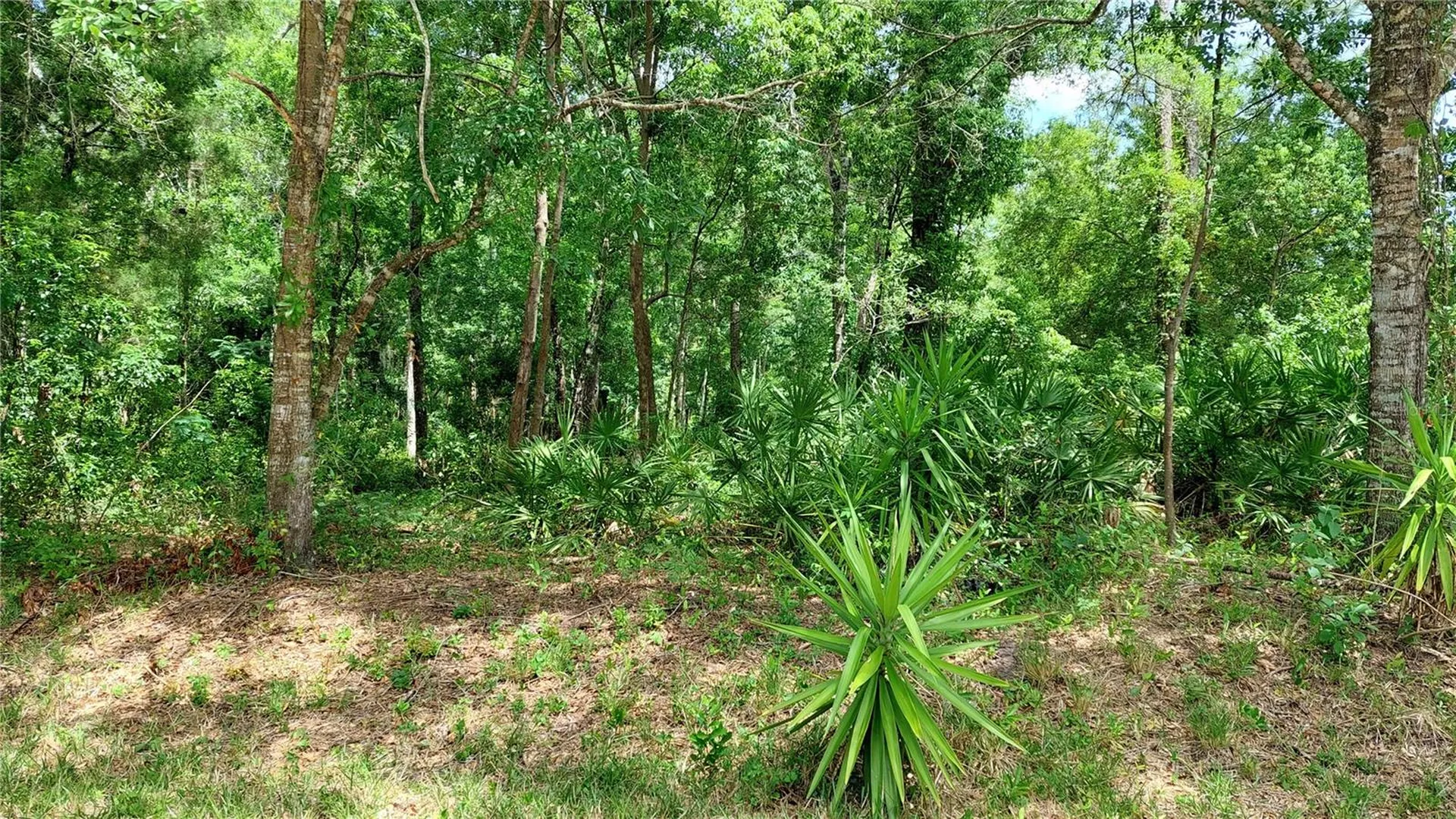 Davista New Port Richey FL 34654