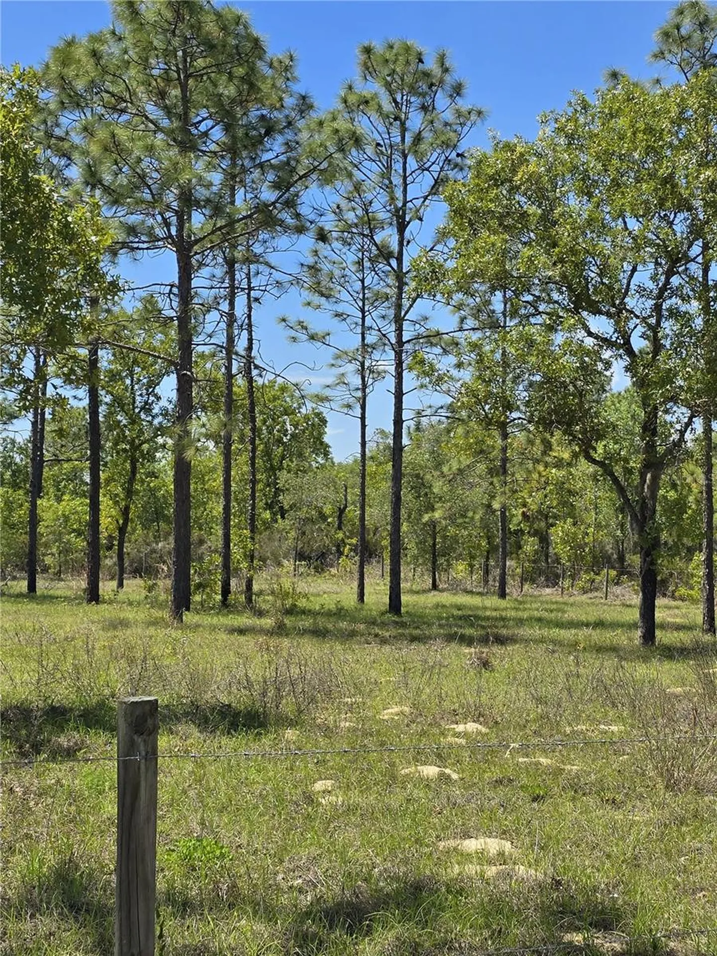 00 NE 129th Avenue Williston FL 32696
