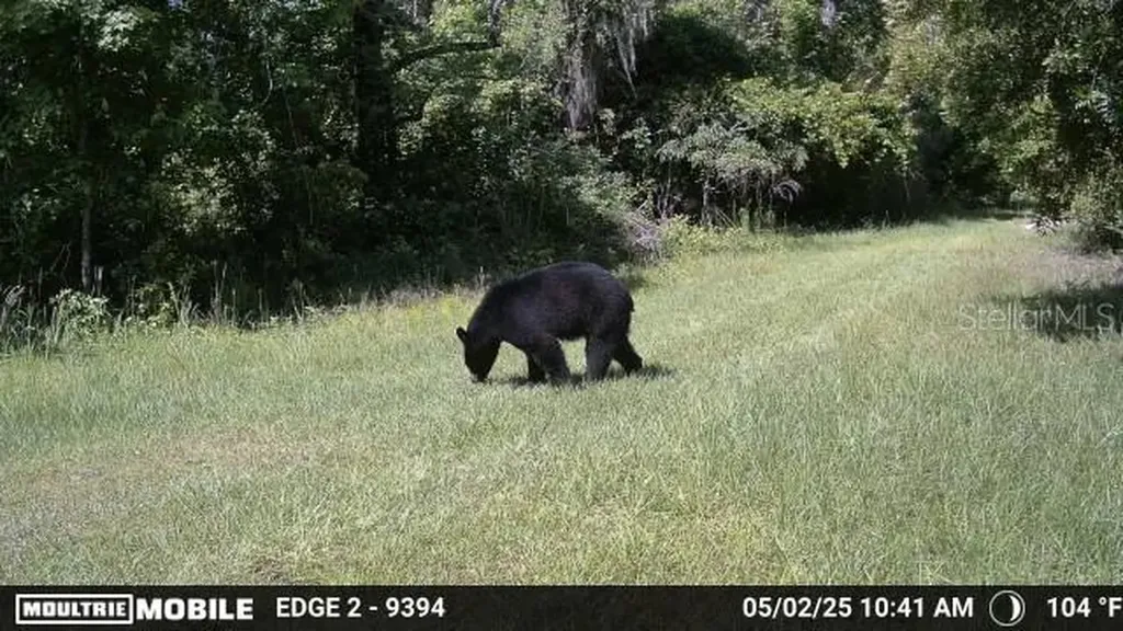 11816 SE County Road 234 Micanopy FL 32667