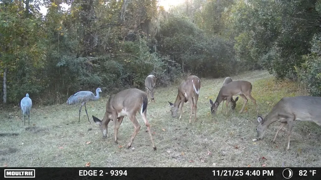 11816 SE County Road 234 Micanopy FL 32667
