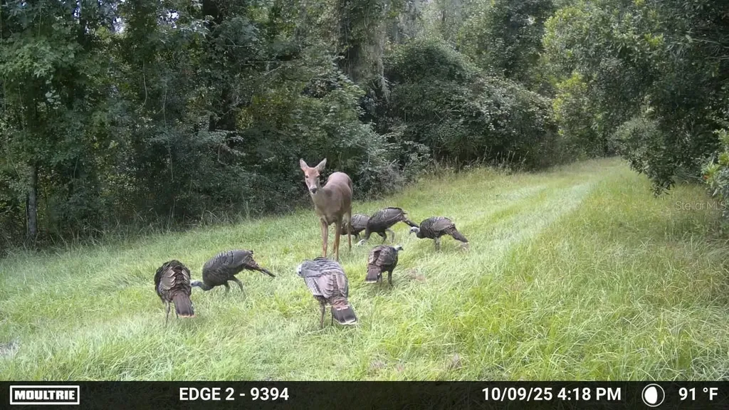 11816 SE County Road 234 Micanopy FL 32667