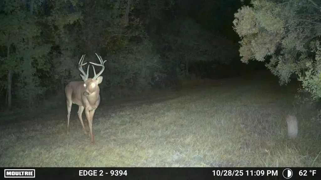 11816 SE County Road 234 Micanopy FL 32667