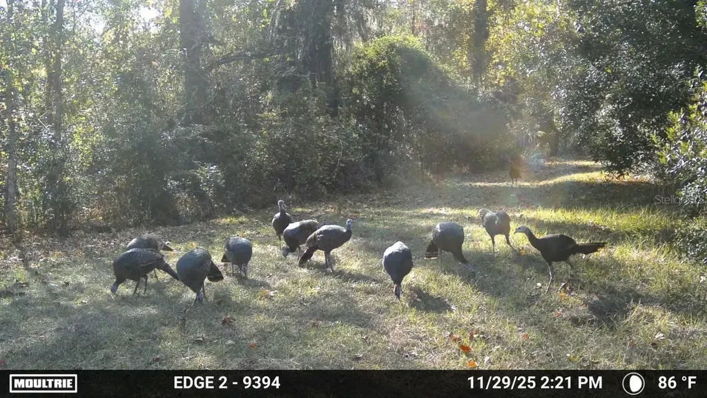 11816 SE County Road 234 Micanopy FL 32667