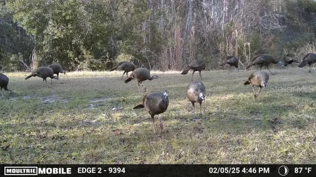 11816 SE County Road 234 Micanopy FL 32667