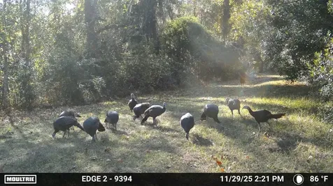 11816 SE County Road 234 Micanopy FL 32667