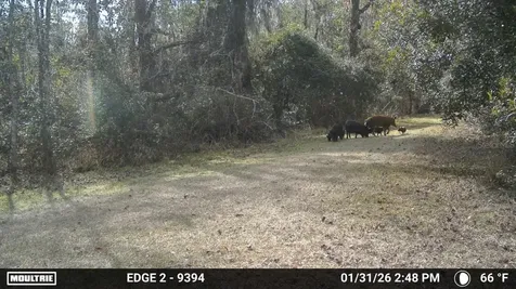 11816 SE County Road 234 Micanopy FL 32667