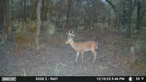 11816 SE County Road 234 Micanopy FL 32667