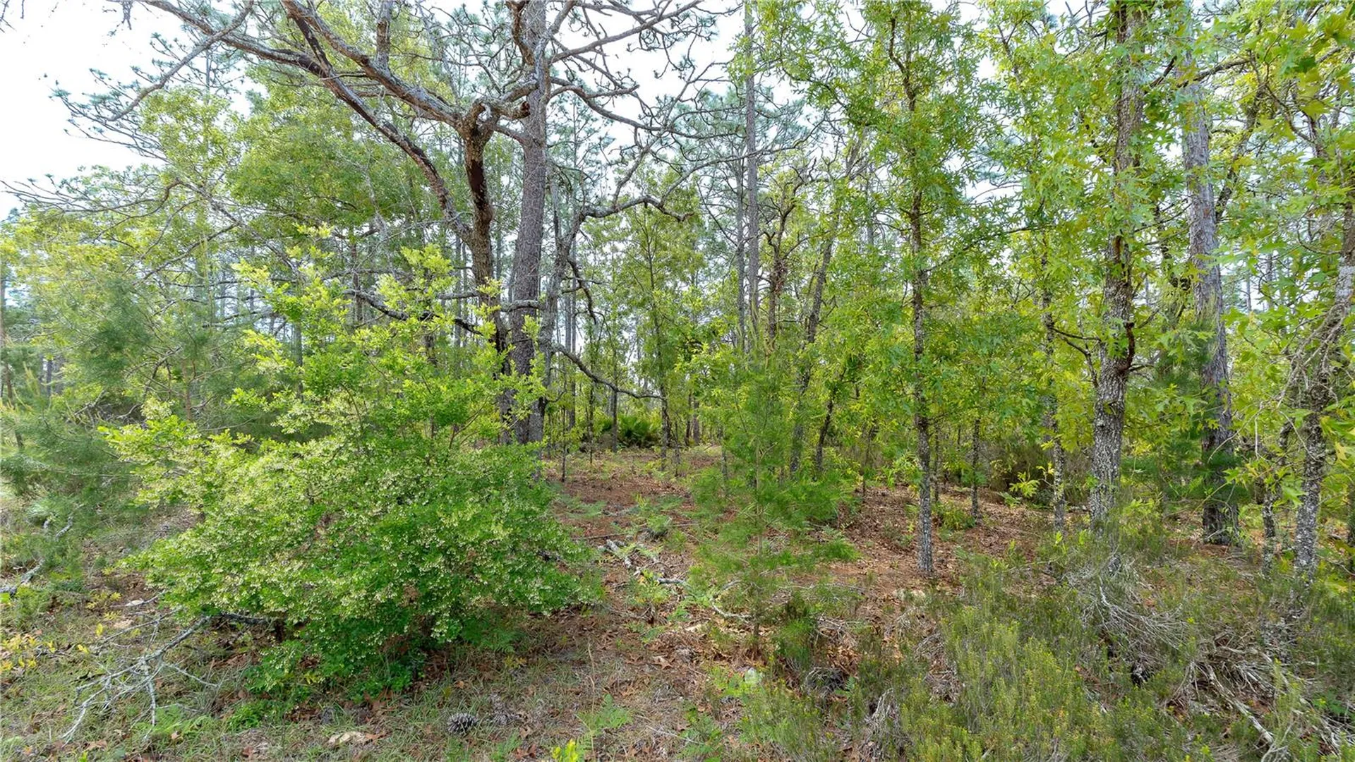230 Melrose Landing Drive Hawthorne FL 32640