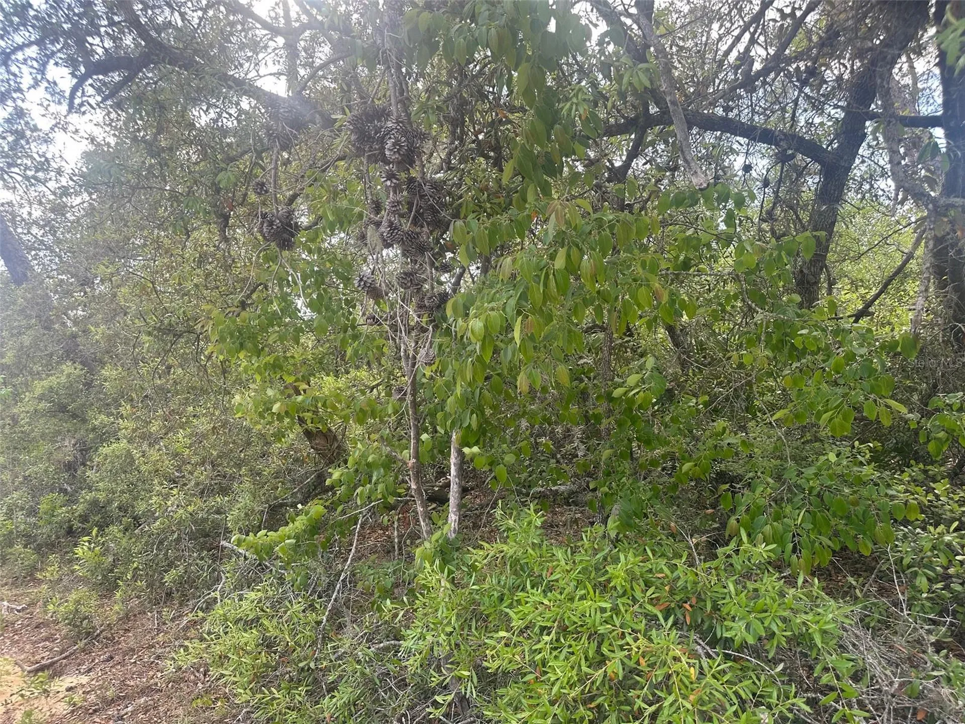 Lot 6 SW 170th Place Ocala FL 34473